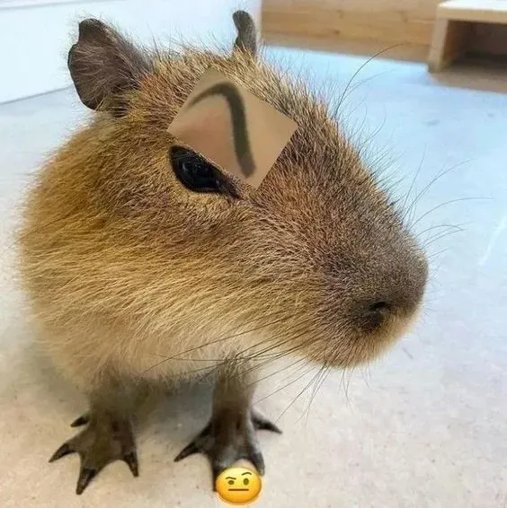 capybara meme 25