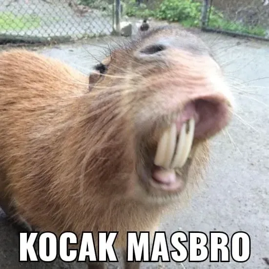 capybara meme 26