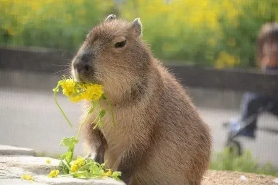 capybara meme 27