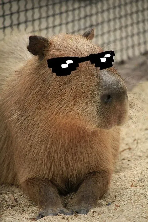 capybara meme 31