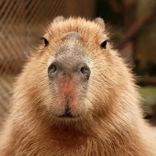 capybara meme 37