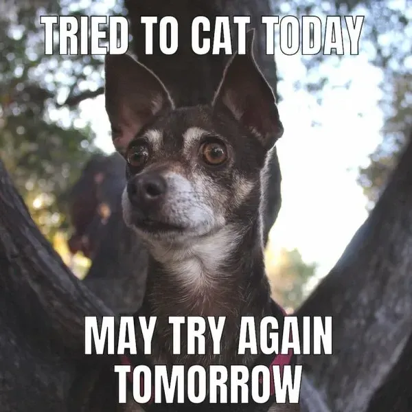 chihuahua meme 9