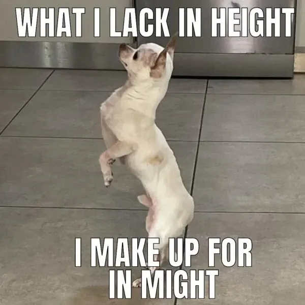 chihuahua meme 16