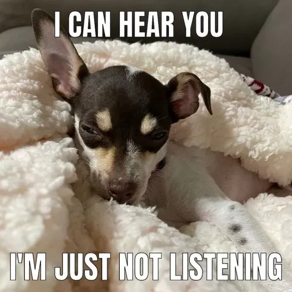 chihuahua meme 26