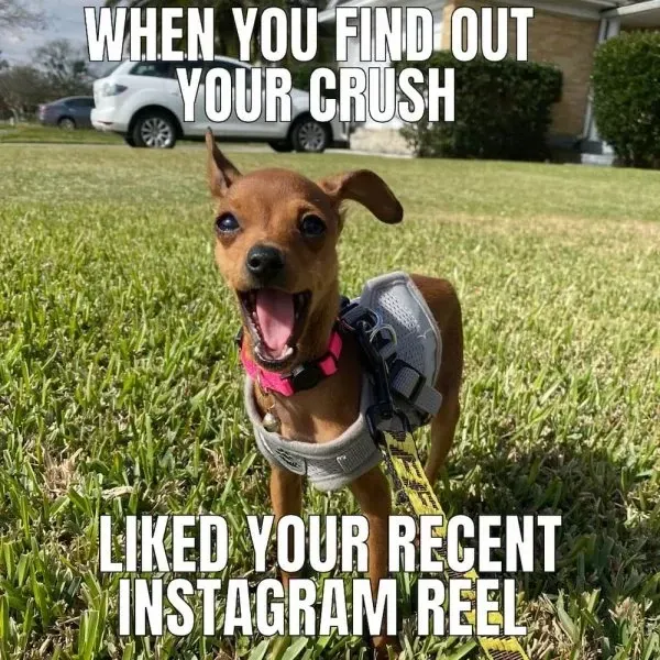 chihuahua meme 27