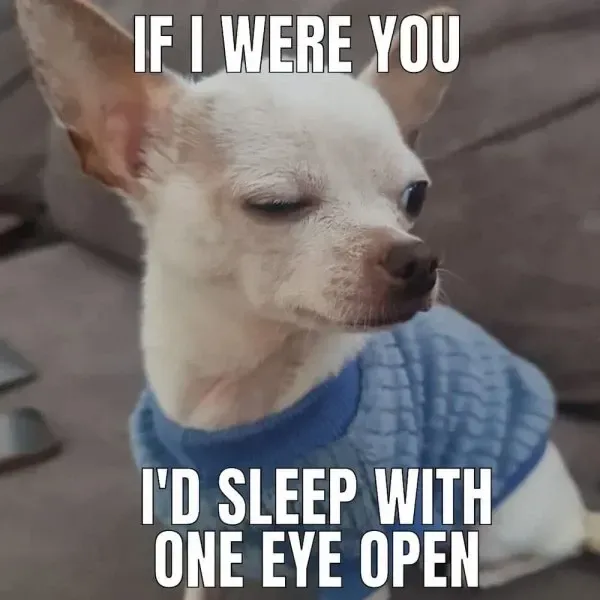 chihuahua meme 31