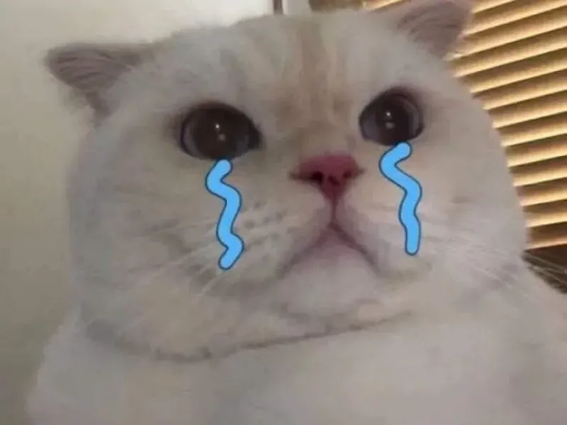 crying cat meme 2