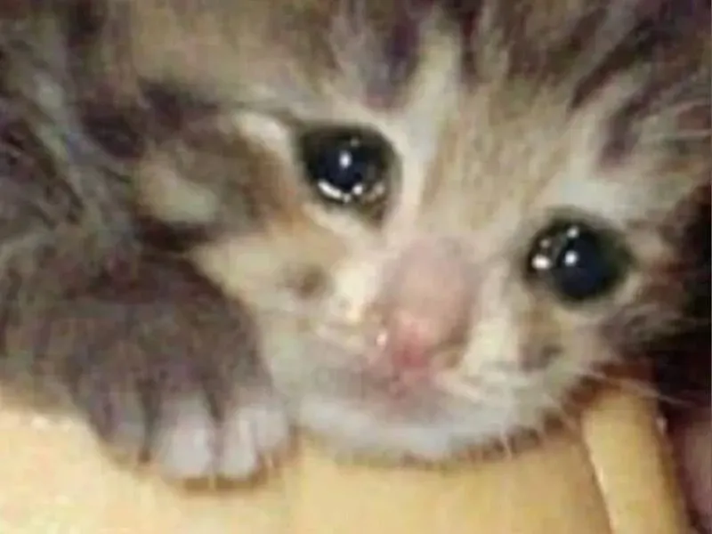 crying cat meme 4