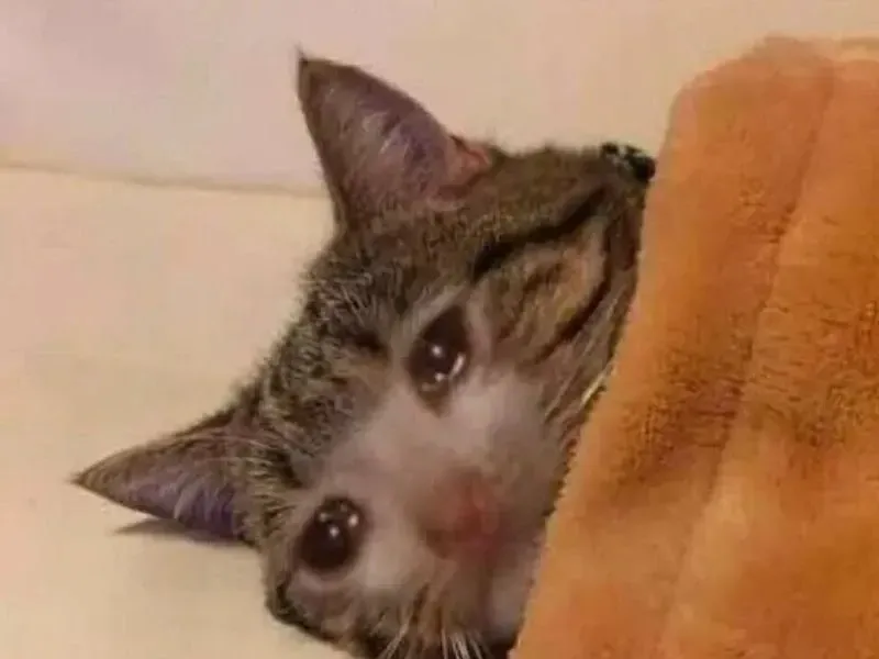 crying cat meme 5