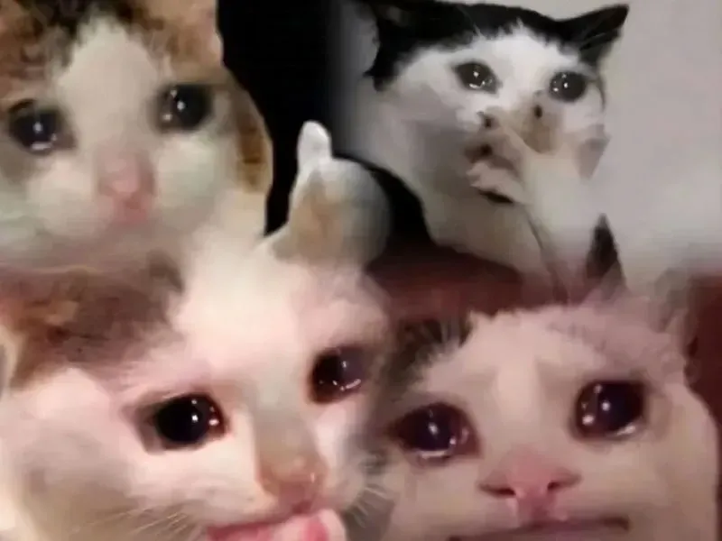 crying cat meme 9