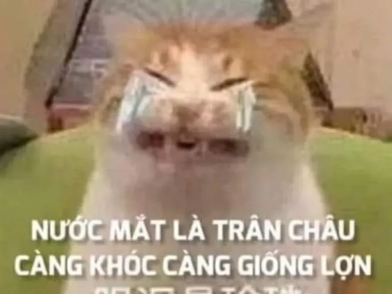 crying cat meme 12