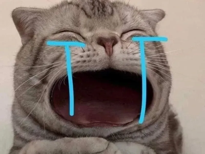 crying cat meme 14