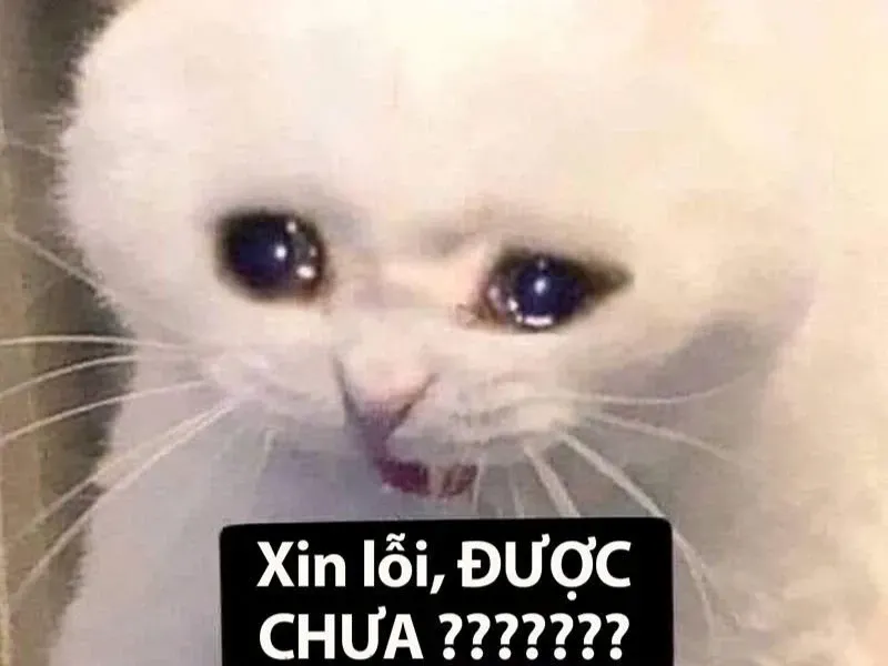 crying cat meme 18