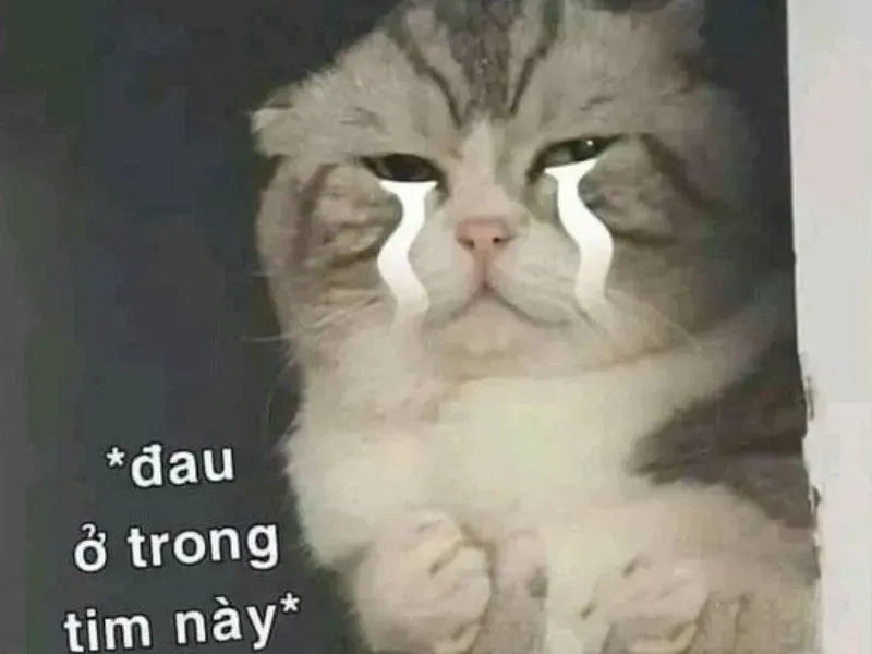 crying cat meme 19