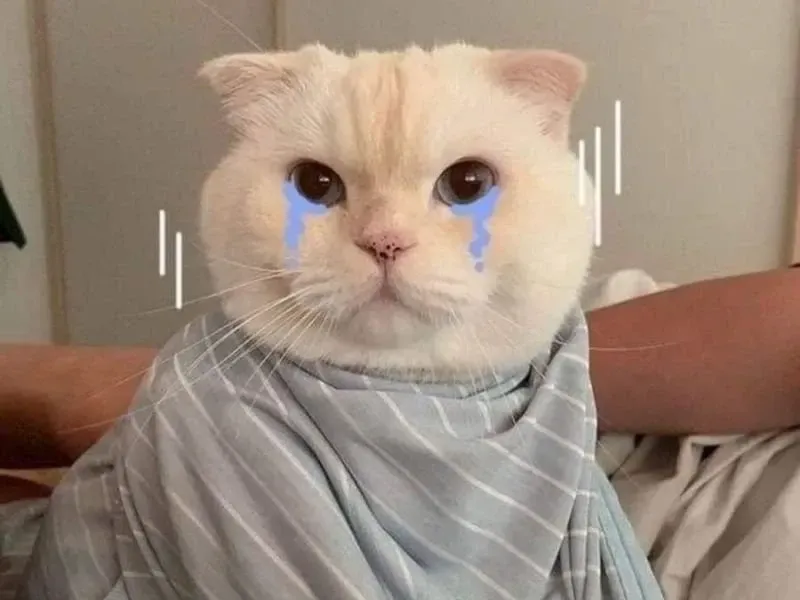 crying cat meme 22