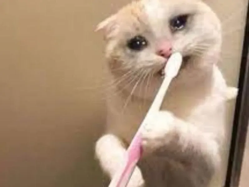 crying cat meme 24