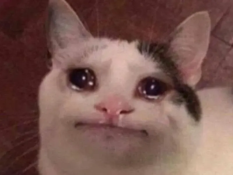 crying cat meme 27