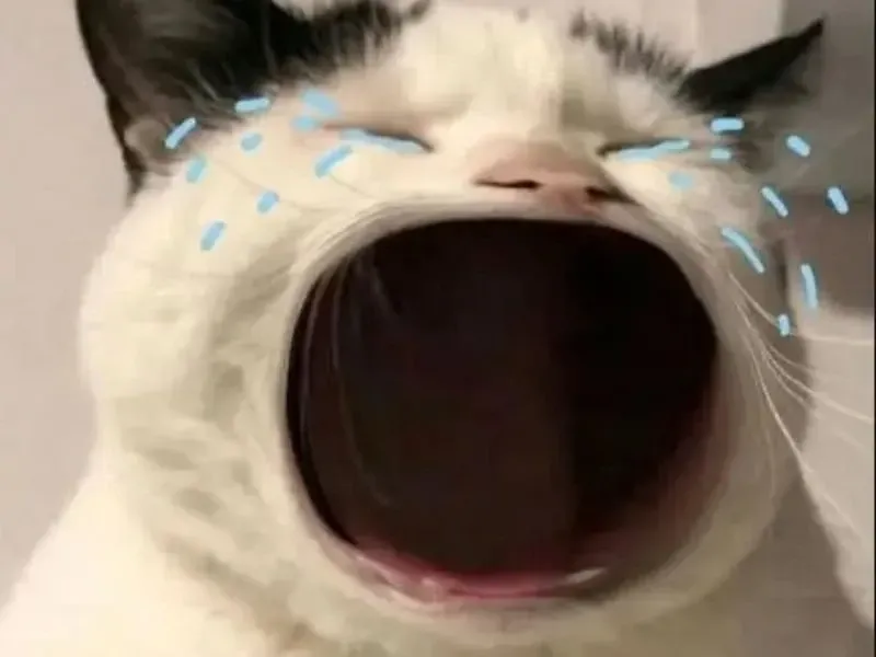 crying cat meme 30