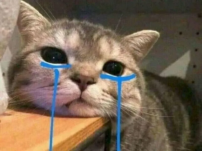 crying cat meme 31