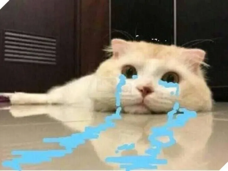 crying cat meme 33