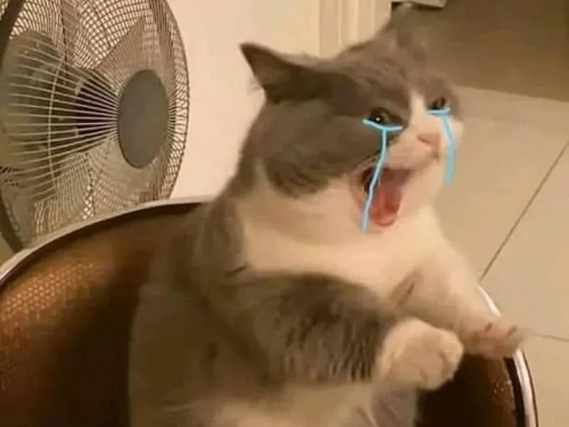 crying cat meme 34