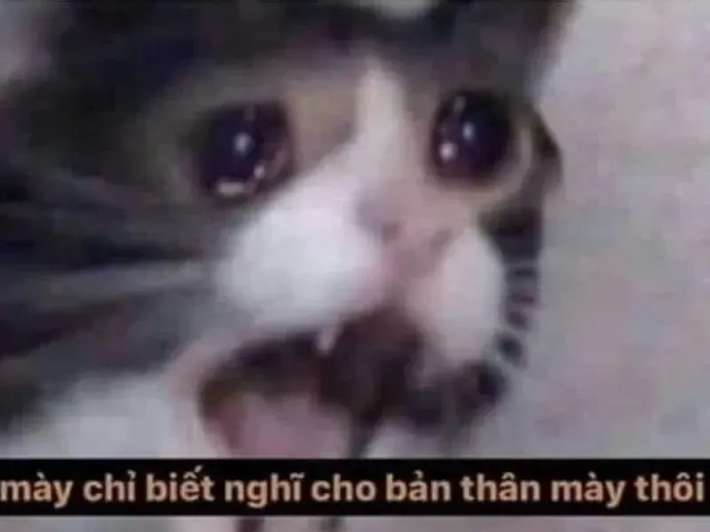 crying cat meme 38