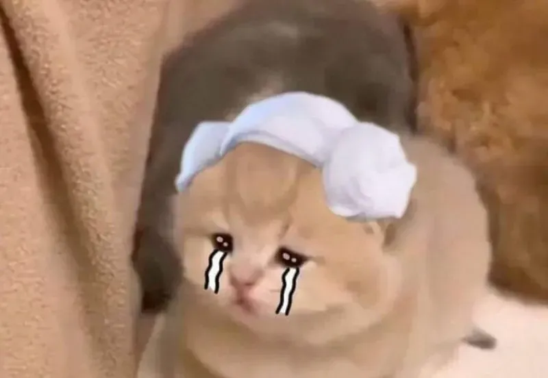 crying cat meme 39