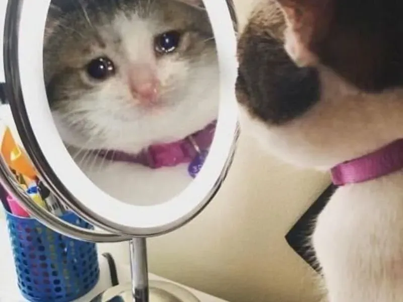 crying cat meme 40