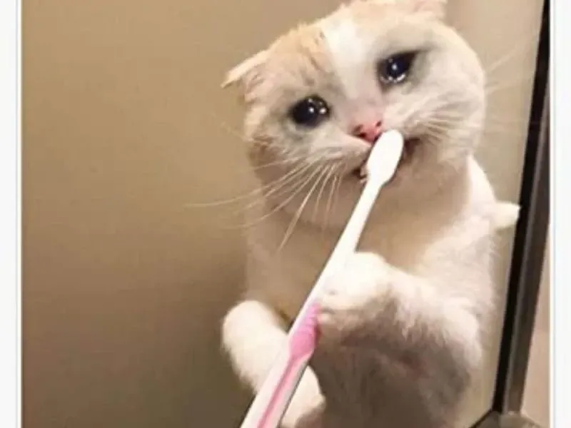 crying cat meme 42