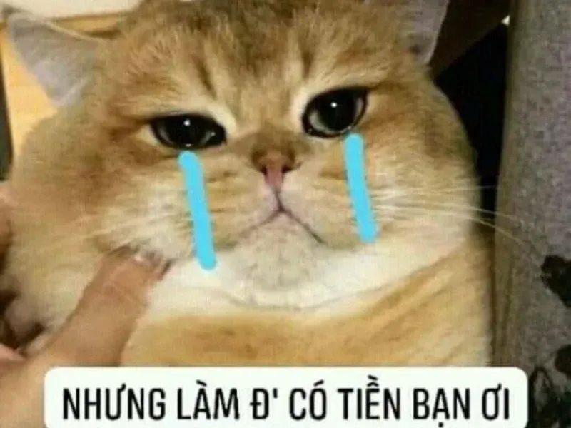 crying cat meme 43