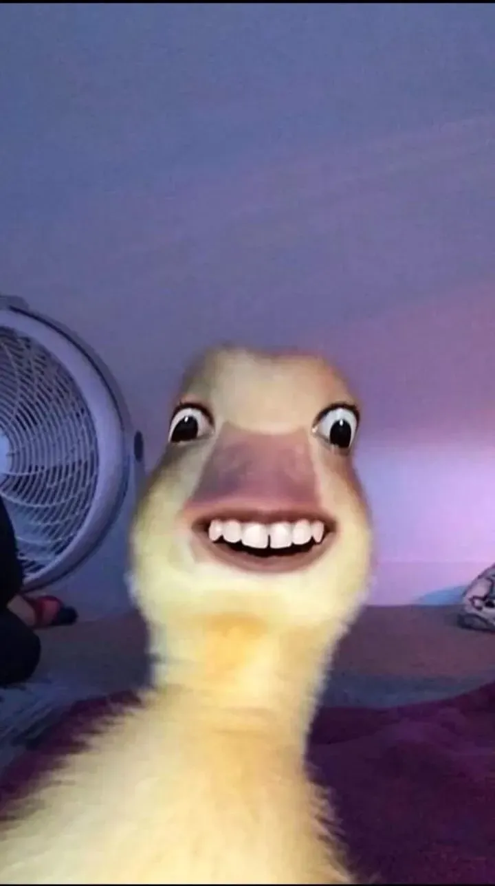 duck meme 3