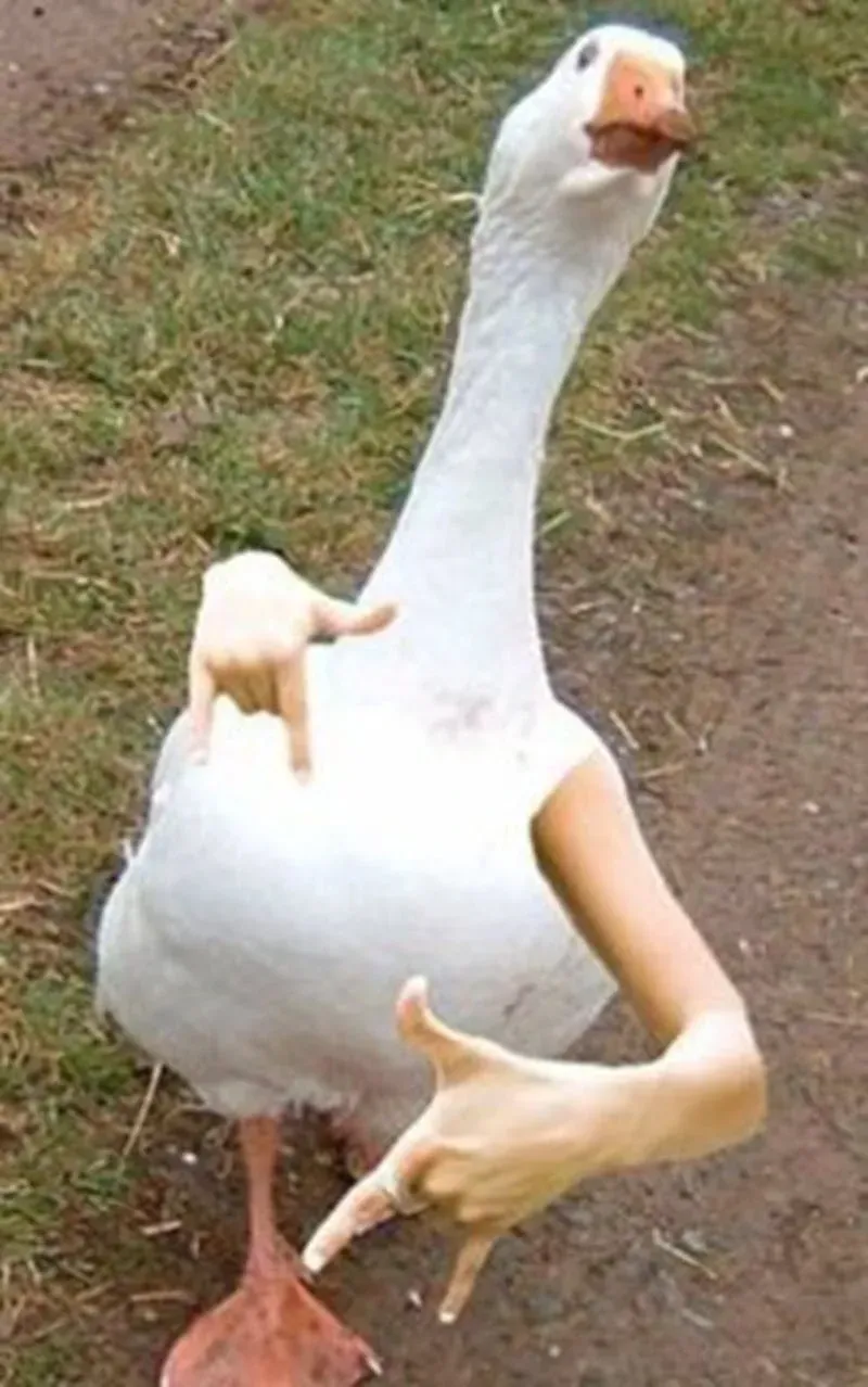 duck meme 20