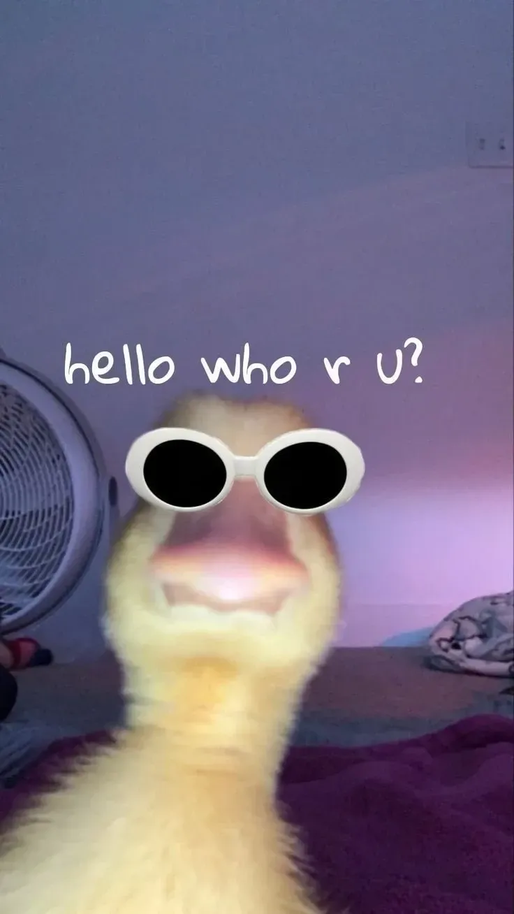 duck meme 39