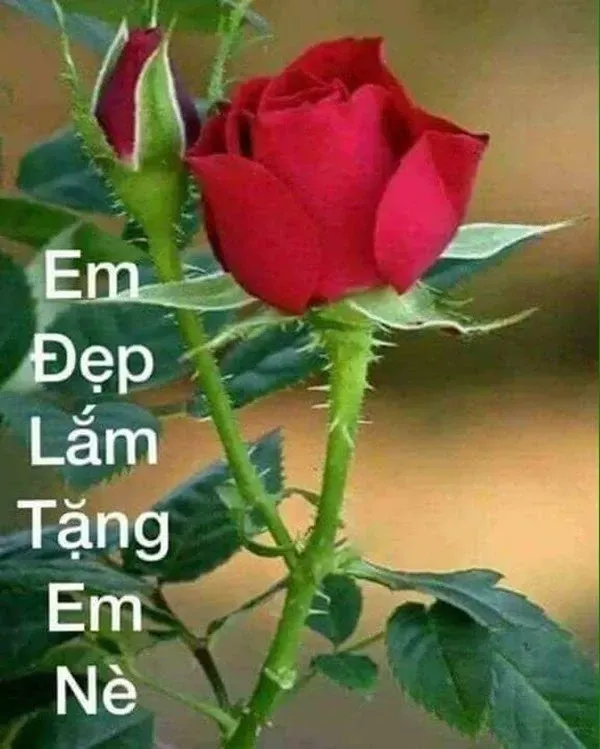 em đẹp lắm meme 28