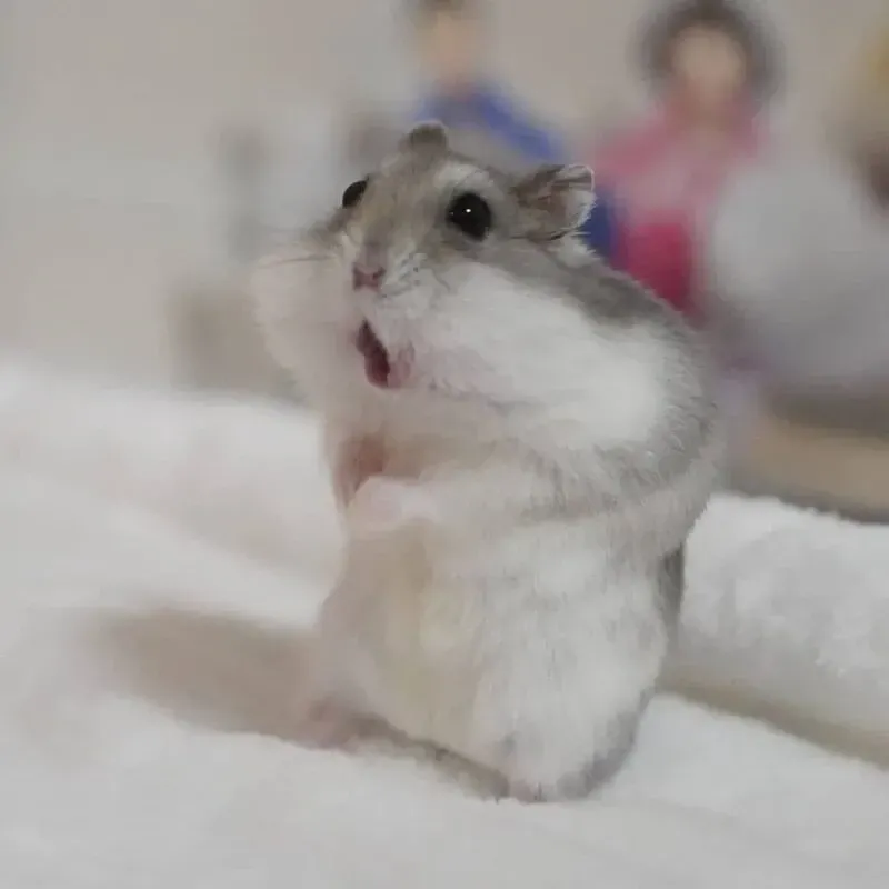 hamster meme 3