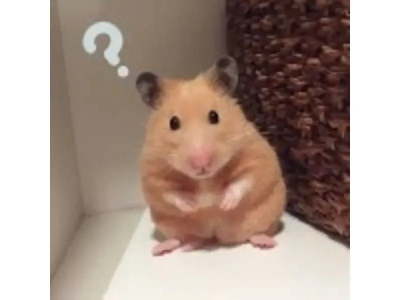 hamster meme 18