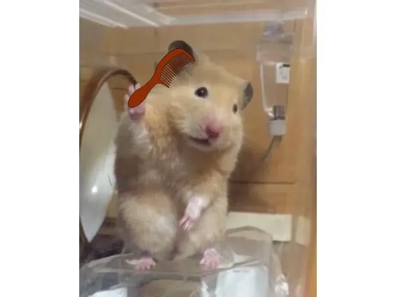 hamster meme 24