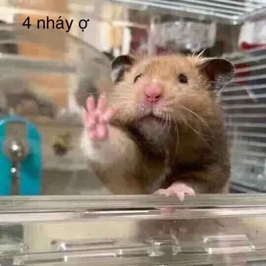 hamster meme 32