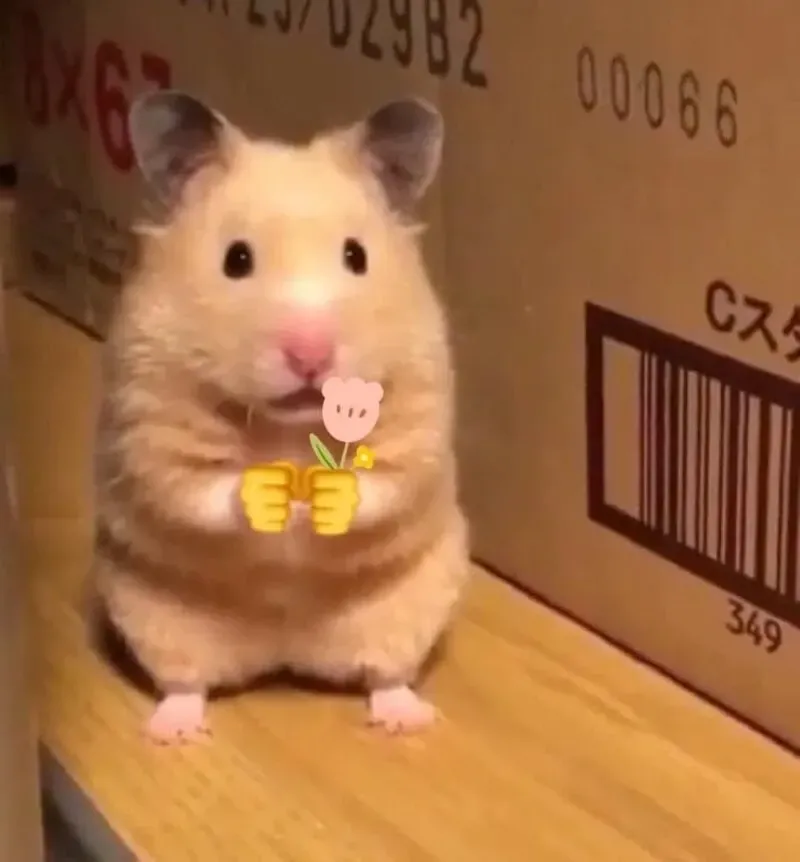 hamster meme 34