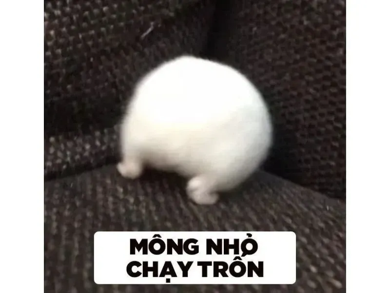 hamster meme 35