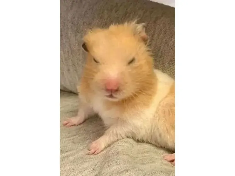 hamster meme 40