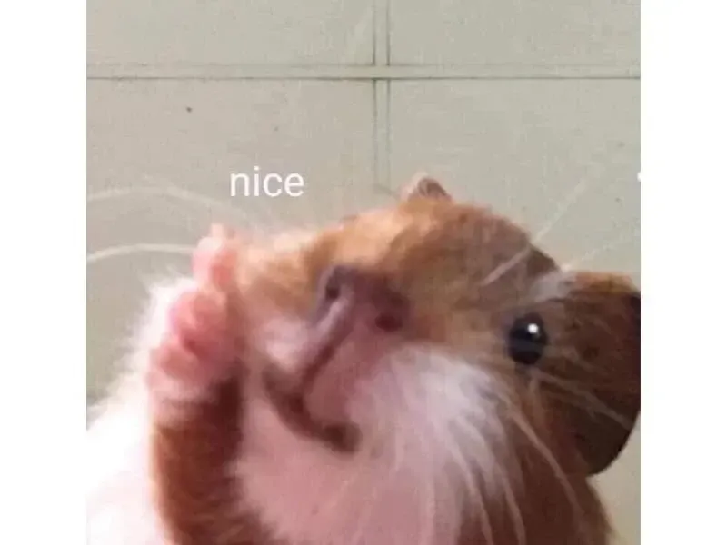 hamster meme 43