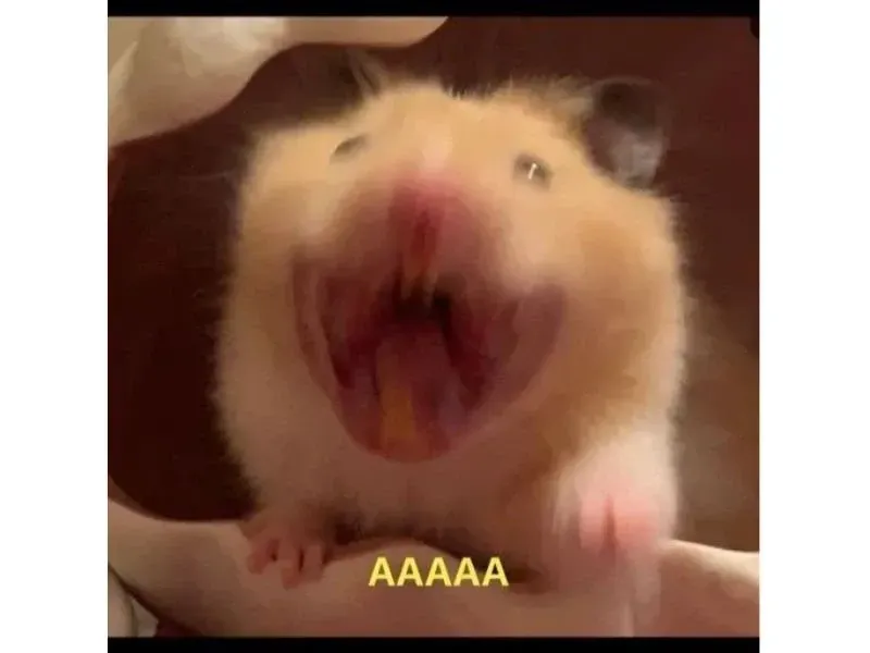 hamster meme 44