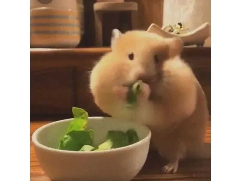 hamster meme 47