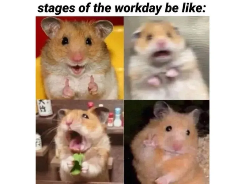 hamster meme 48