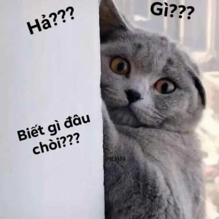 meme ai biết gì đâu 12