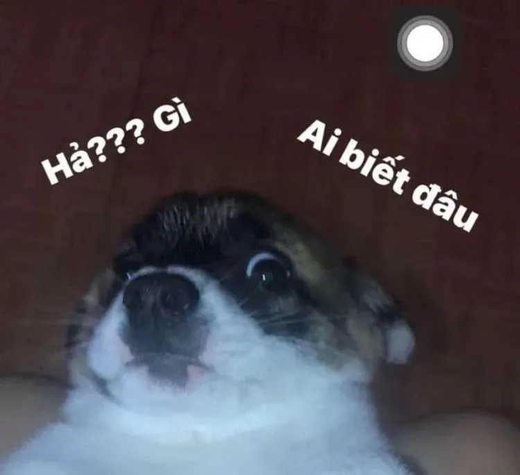 meme ai biết gì đâu 13