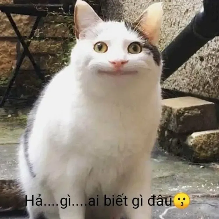 meme ai biết gì đâu 14