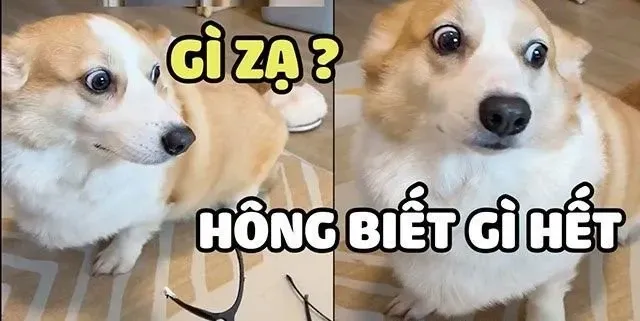 meme ai biết gì đâu 25