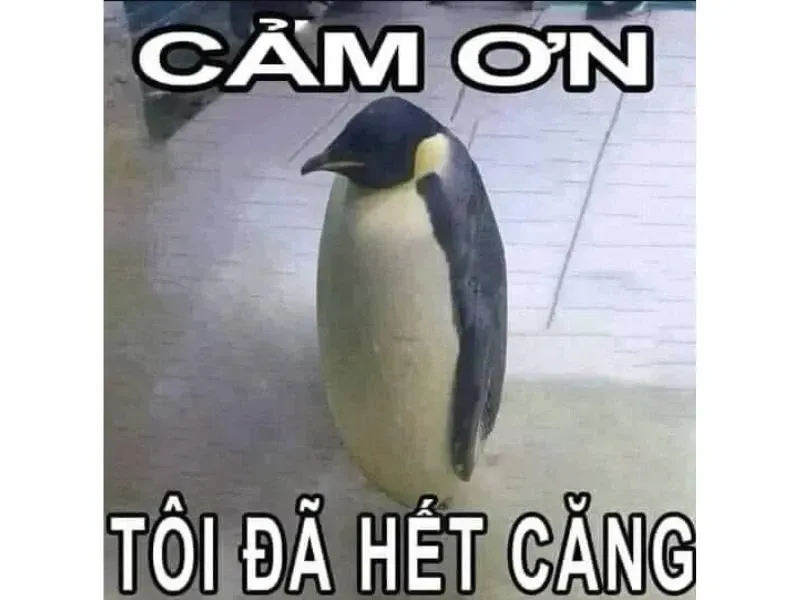 meme cảm động 17